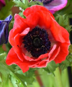 De Caen 'Hollandia' (syn. His excellency)
