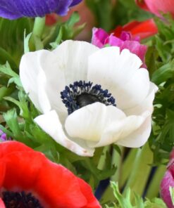 De Caen 'The Bride'