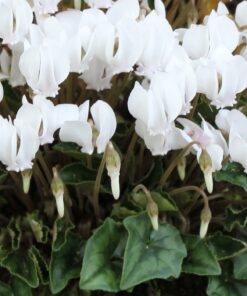 hederifolium Album