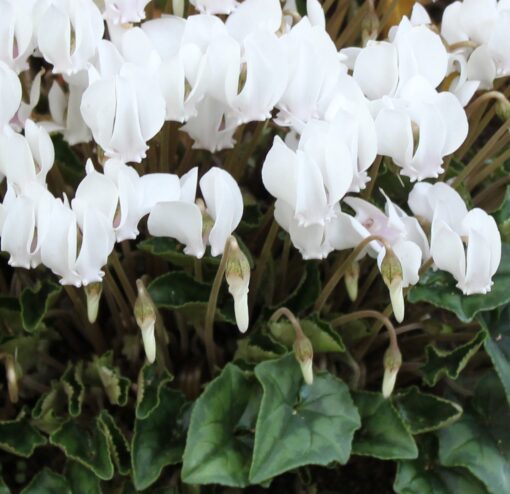 hederifolium Album