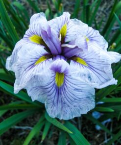 Greywoods Catrina