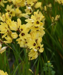 Yellow Emperor