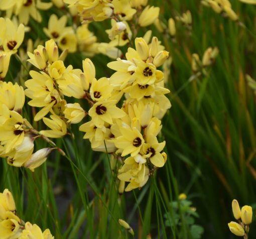 Yellow Emperor
