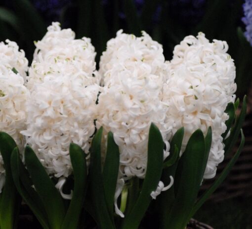 White Pearl 18/19cm