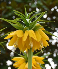 Yellow Beauty