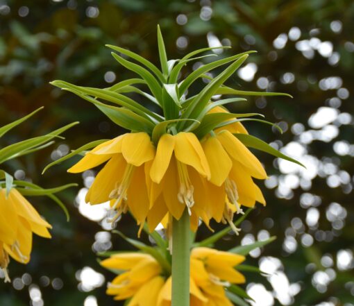 Yellow Beauty