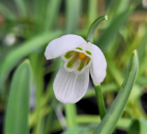 elwesii var. monostictus 'A. Vivaldi'