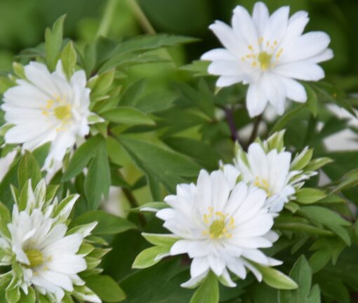 nemorosa Monstrosa