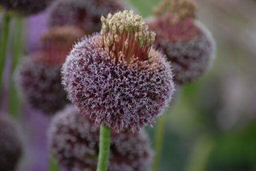 amethystinum Forelock