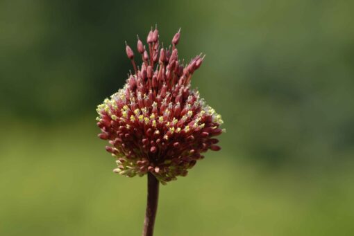 amethystinum Red Mohican