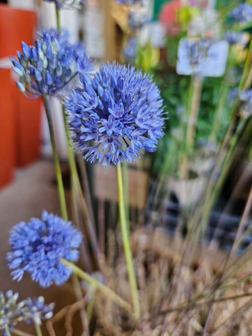 caeruleum AGM (syn. azureum)