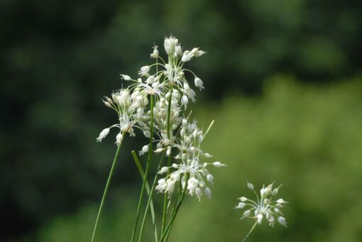 carinatum csp. pulchellum album AGM