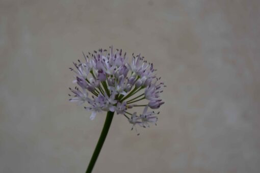 carolinianum Rosy Dream