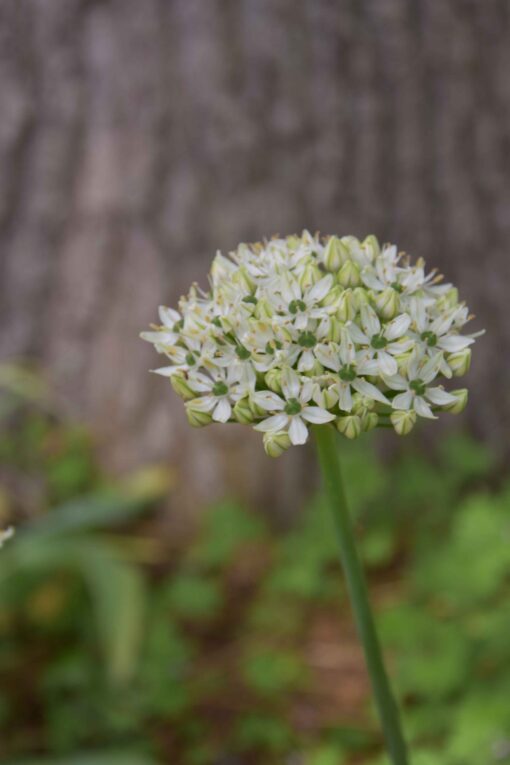 nigrum (syn. multibulbosum)