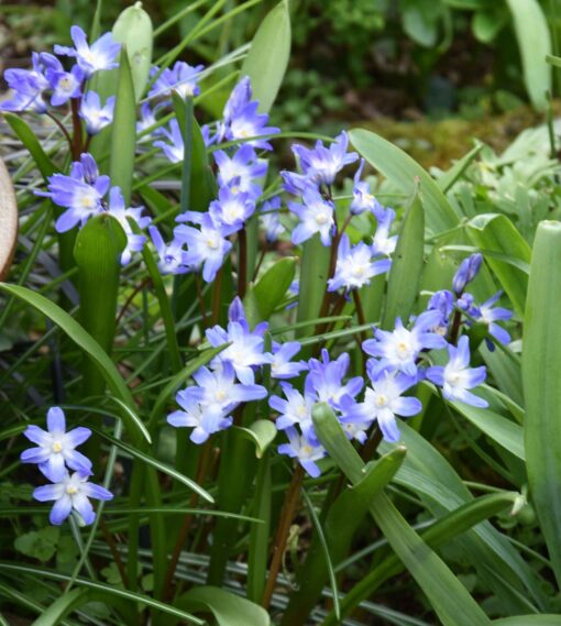 forbesii Blue Giant