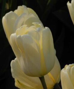 Ivory Floradale