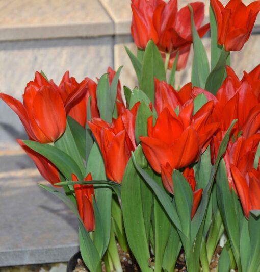 praestans van Tubergens Variety