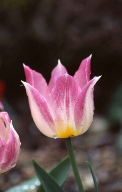 Duc van Tol Rose