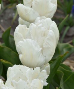 White Parrot