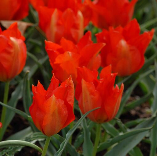 vvedenskyi Tangerine Beauty