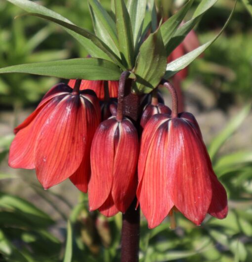 Red Beauty