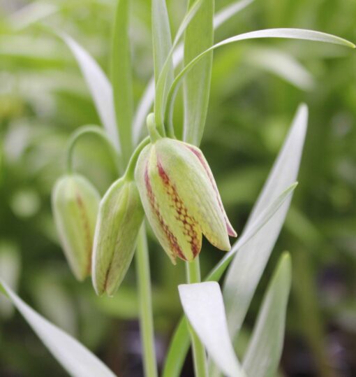 hermonis ssp. amana.