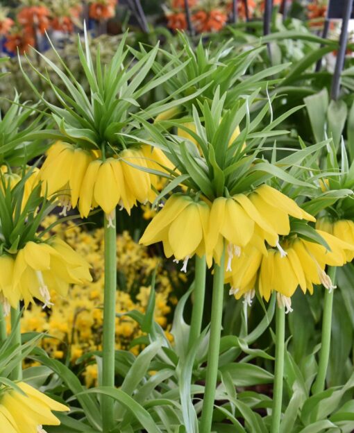 imperialis Lutea