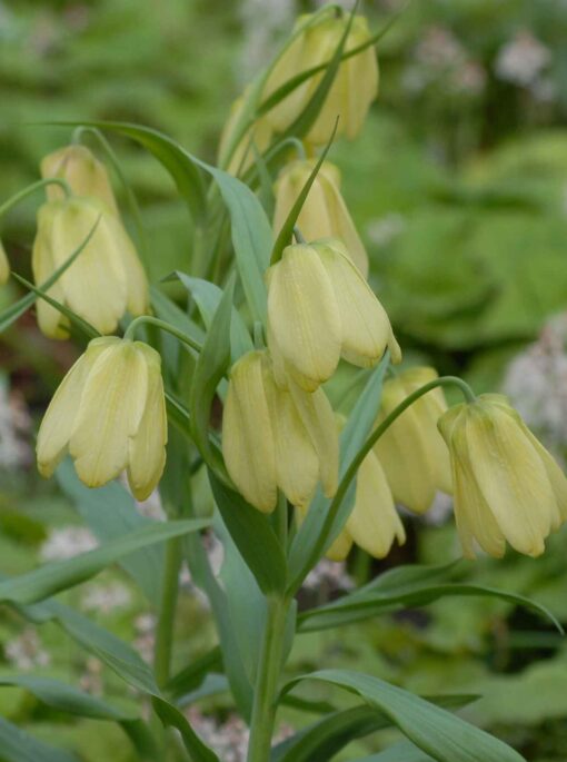 pallidiflora AGM