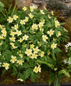 x lipsiensis