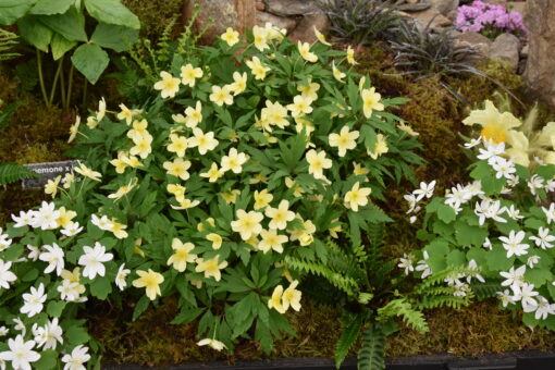 x lipsiensis