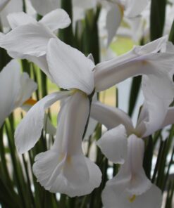 White Van Vliet