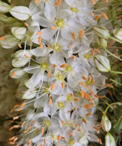 White Sensation (Copy)
