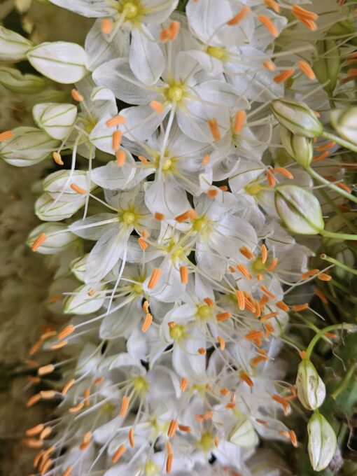 White Sensation (Copy)