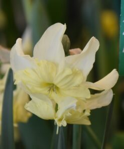 Exotic Mystery - Subject to availability (Email to enquire)