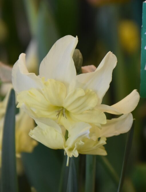 Exotic Mystery - Subject to availability (Email to enquire)