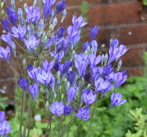 Blues