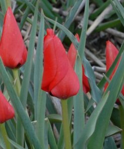 linifolia (batalinii group) Red Hunter