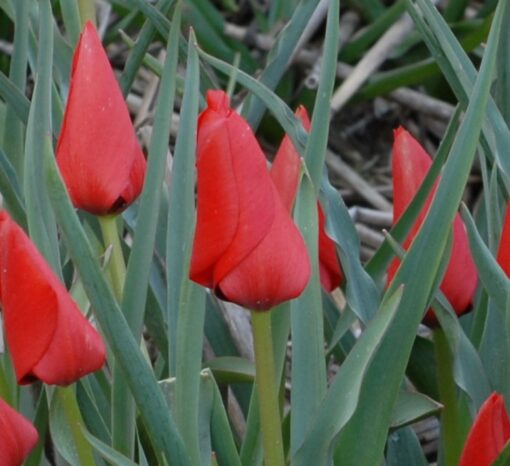 linifolia (batalinii group) Red Hunter