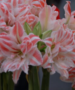 Dancing Queen (Size 42/44)