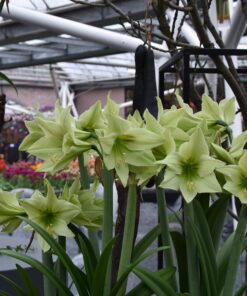 Green Valley (Size 26/28)